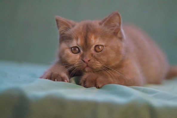 British Shorthair