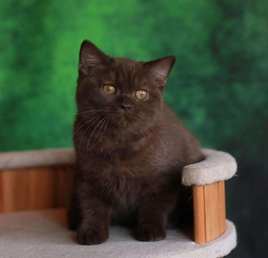 British Shorthair