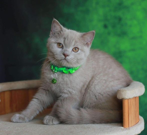 British Shorthair