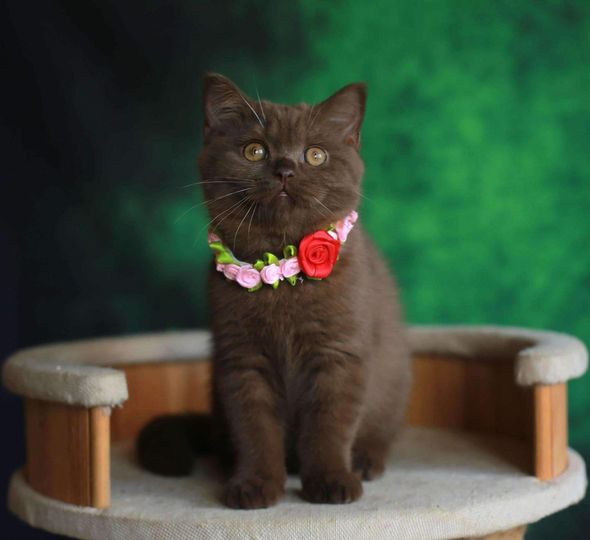 British Shorthair