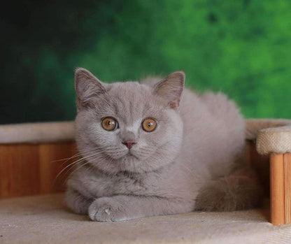 British Shorthair