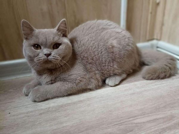 British Shorthair