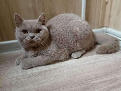 British Shorthair