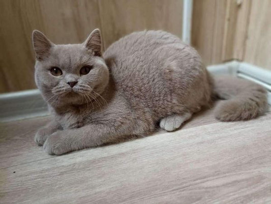 British Shorthair