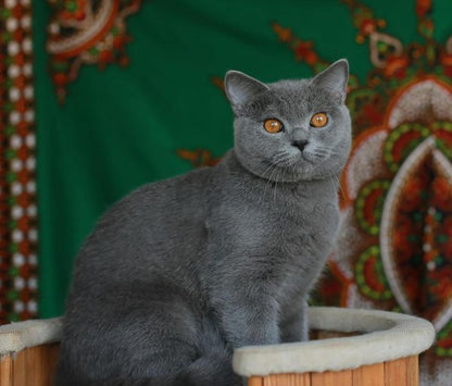 British Shorthair