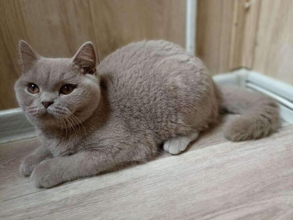 British Shorthair