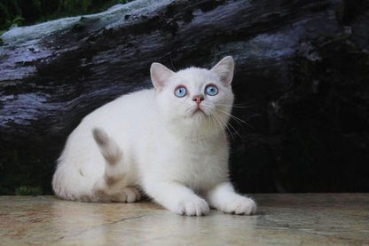 British Shorthair