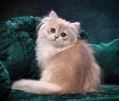 British Longhair