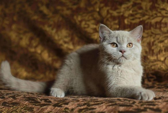 British Shorthair