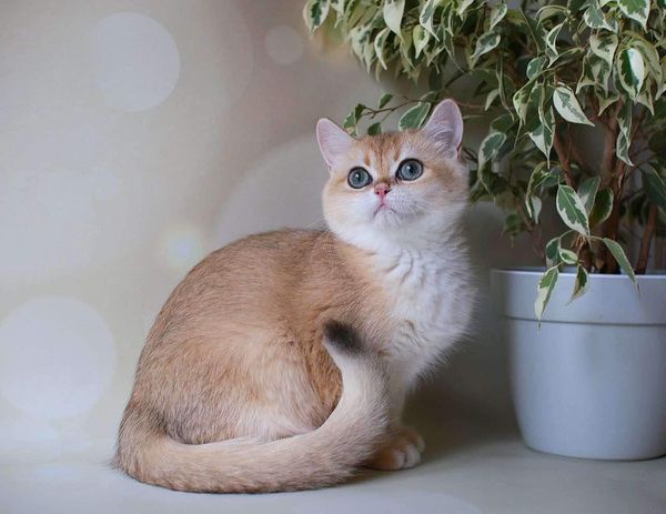 British Shorthair