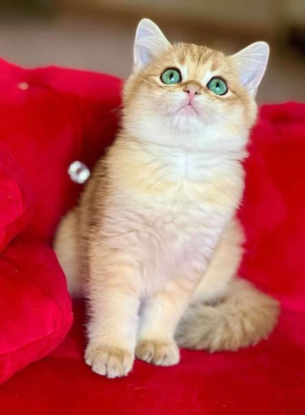 British Shorthair