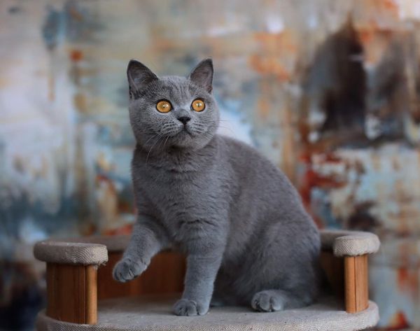 British Shorthair