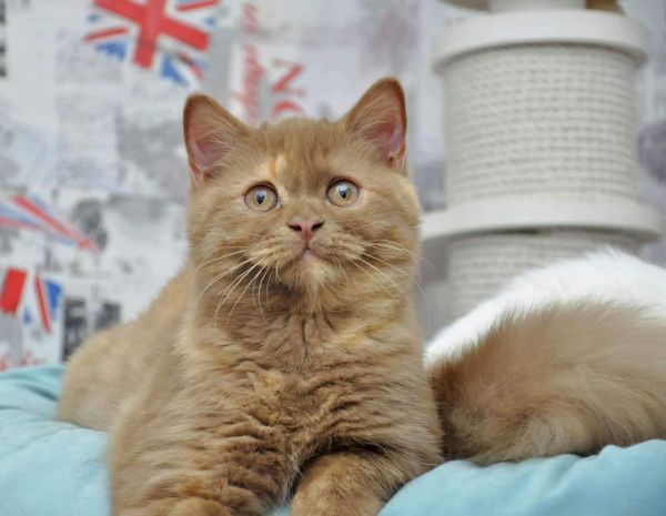 British Shorthair