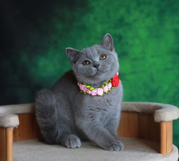 British Shorthair