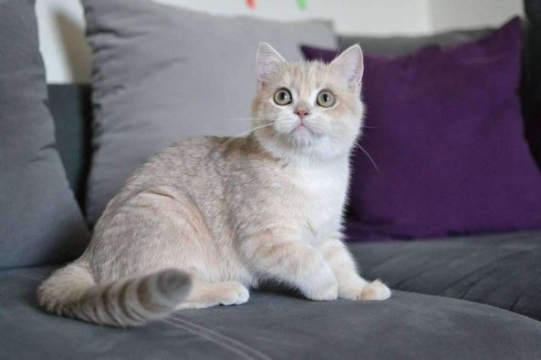 British Shorthair