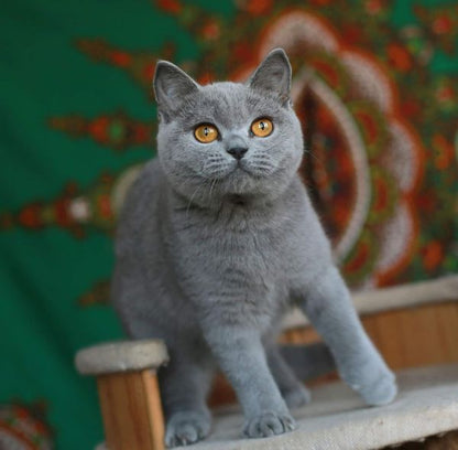 British Shorthair