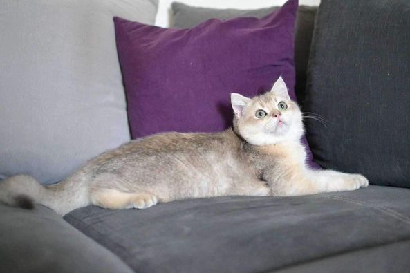 British Shorthair