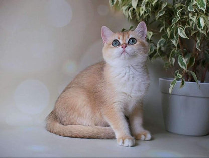 British Shorthair