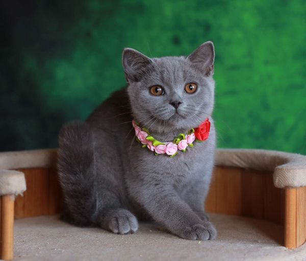 British Shorthair