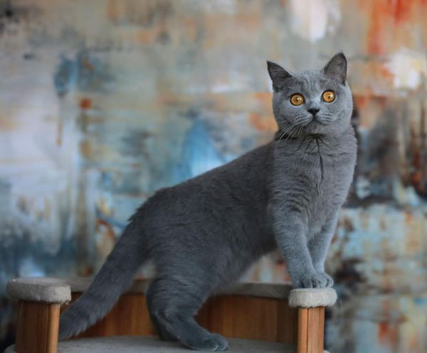 British Shorthair