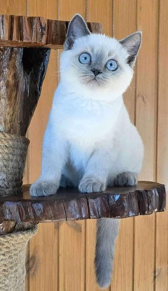 British Shorthair