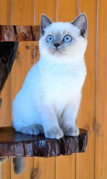 British Shorthair