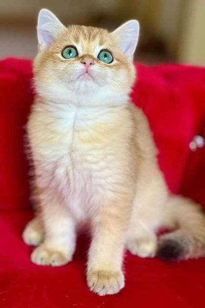 British Shorthair