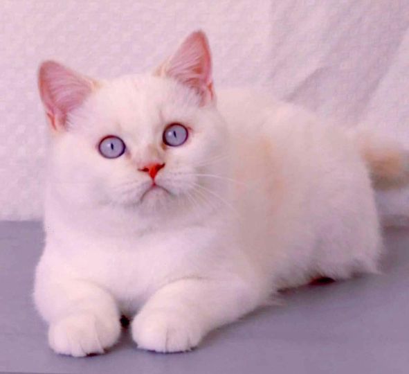 British Shorthair