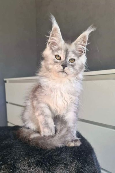 Maine Coon