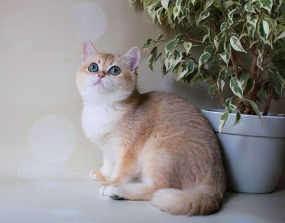 British Shorthair