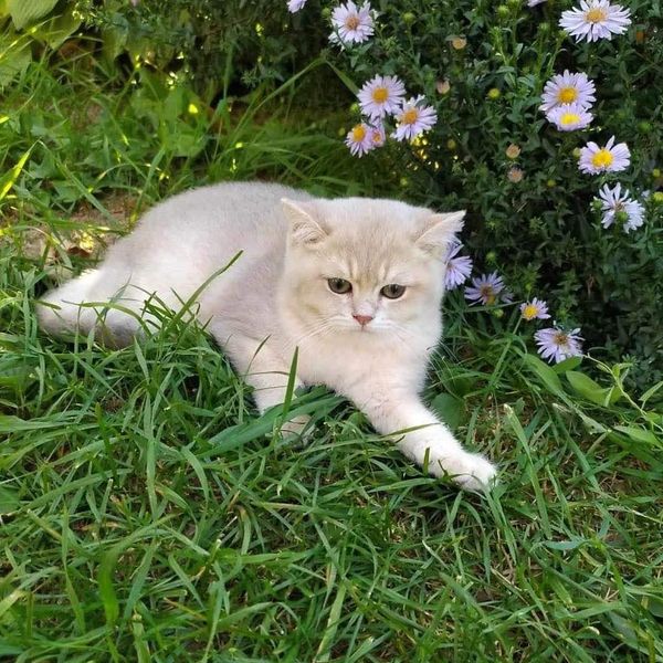 British Shorthair