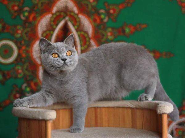 British Shorthair