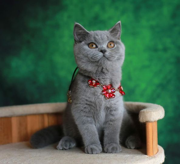 British Shorthair