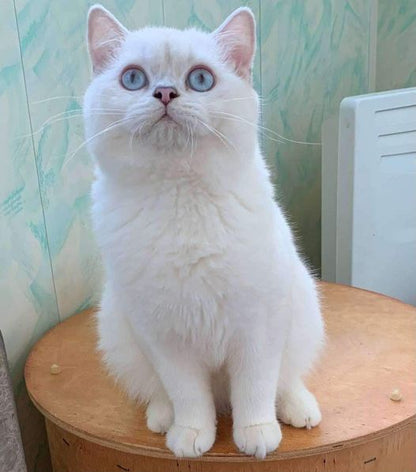 British Shorthair