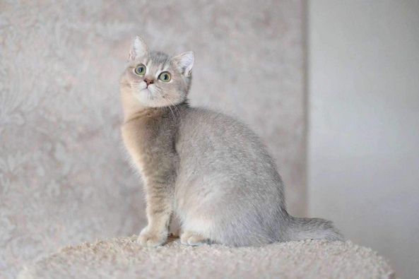 British Shorthair