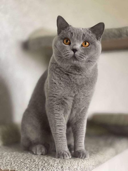 British Shorthair