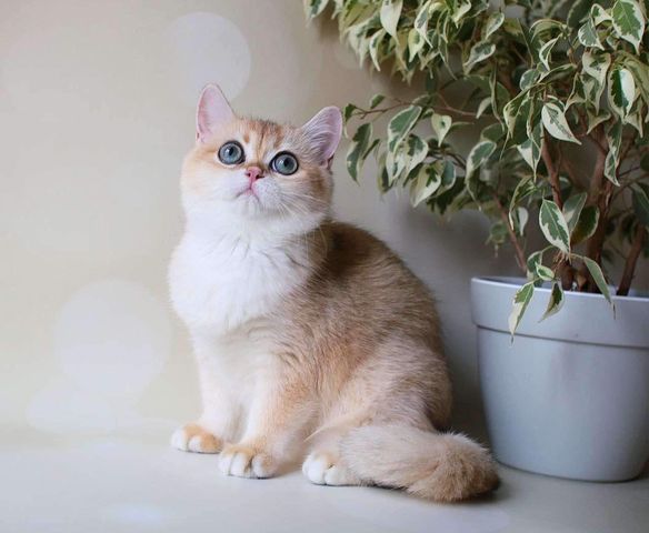 British Shorthair