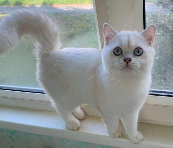 British Shorthair