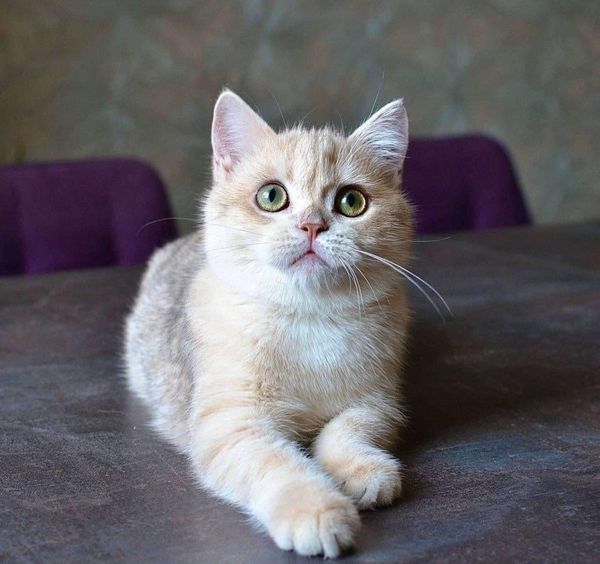 British Shorthair