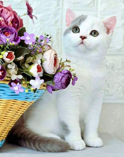 British Shorthair