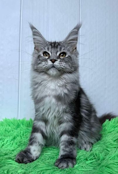 Maine Coon