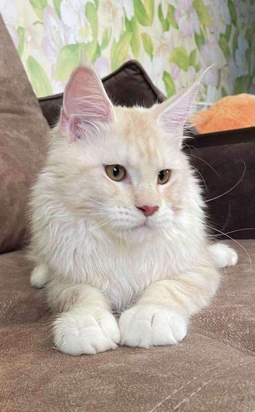 Maine Coon