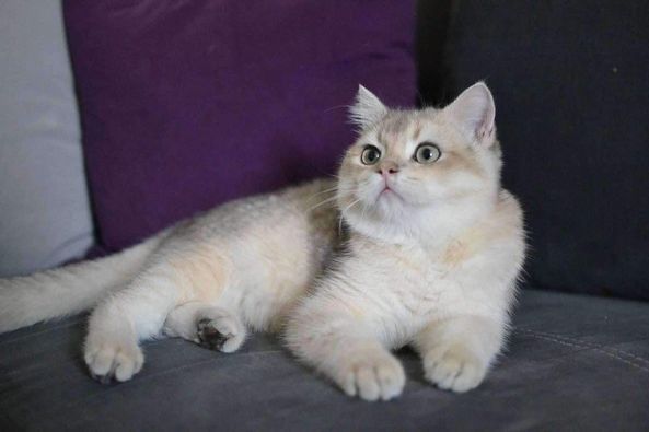 British Shorthair