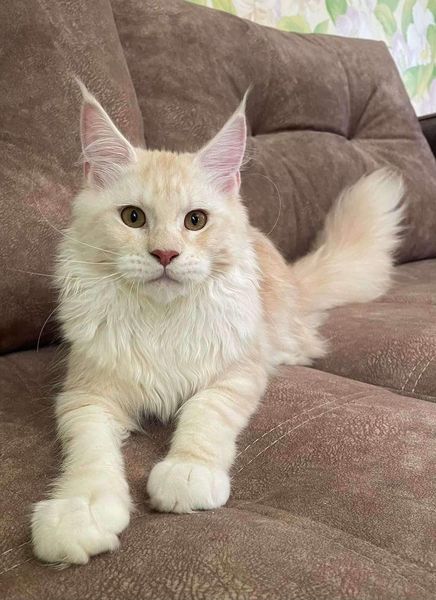 Maine Coon