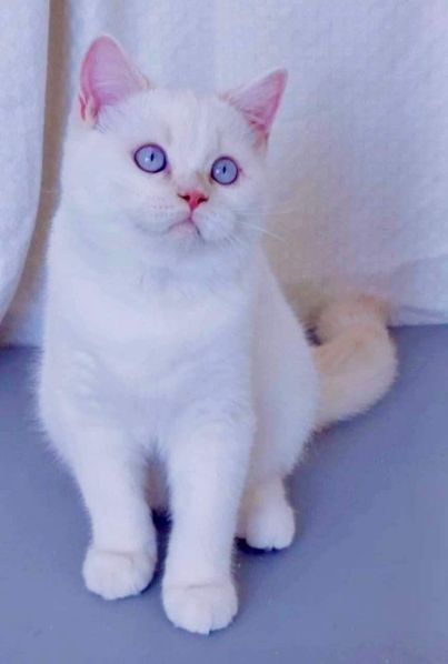 British Shorthair