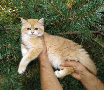 British Shorthair