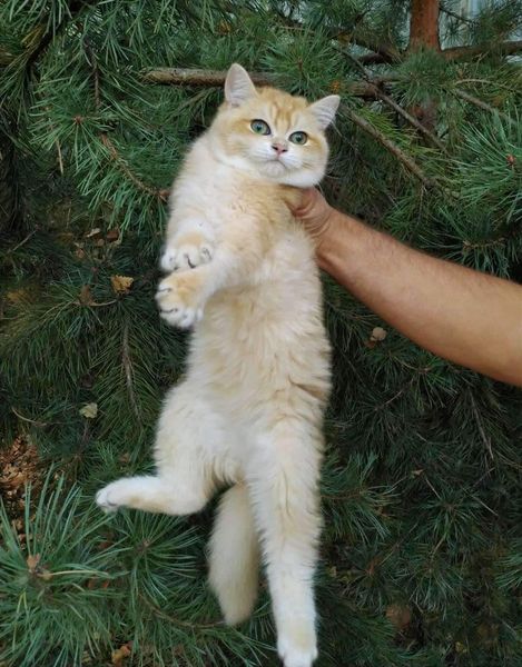 British Shorthair