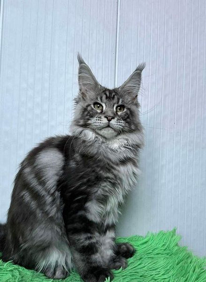 Maine Coon