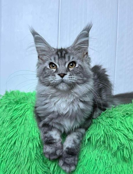 Maine Coon