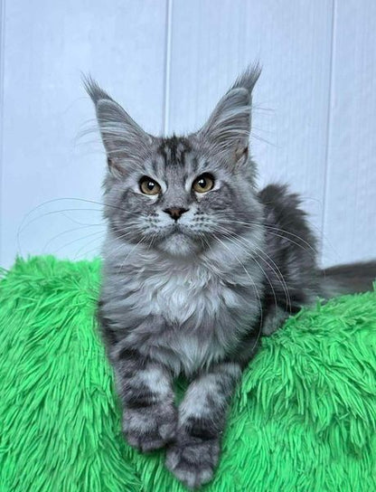 Maine Coon